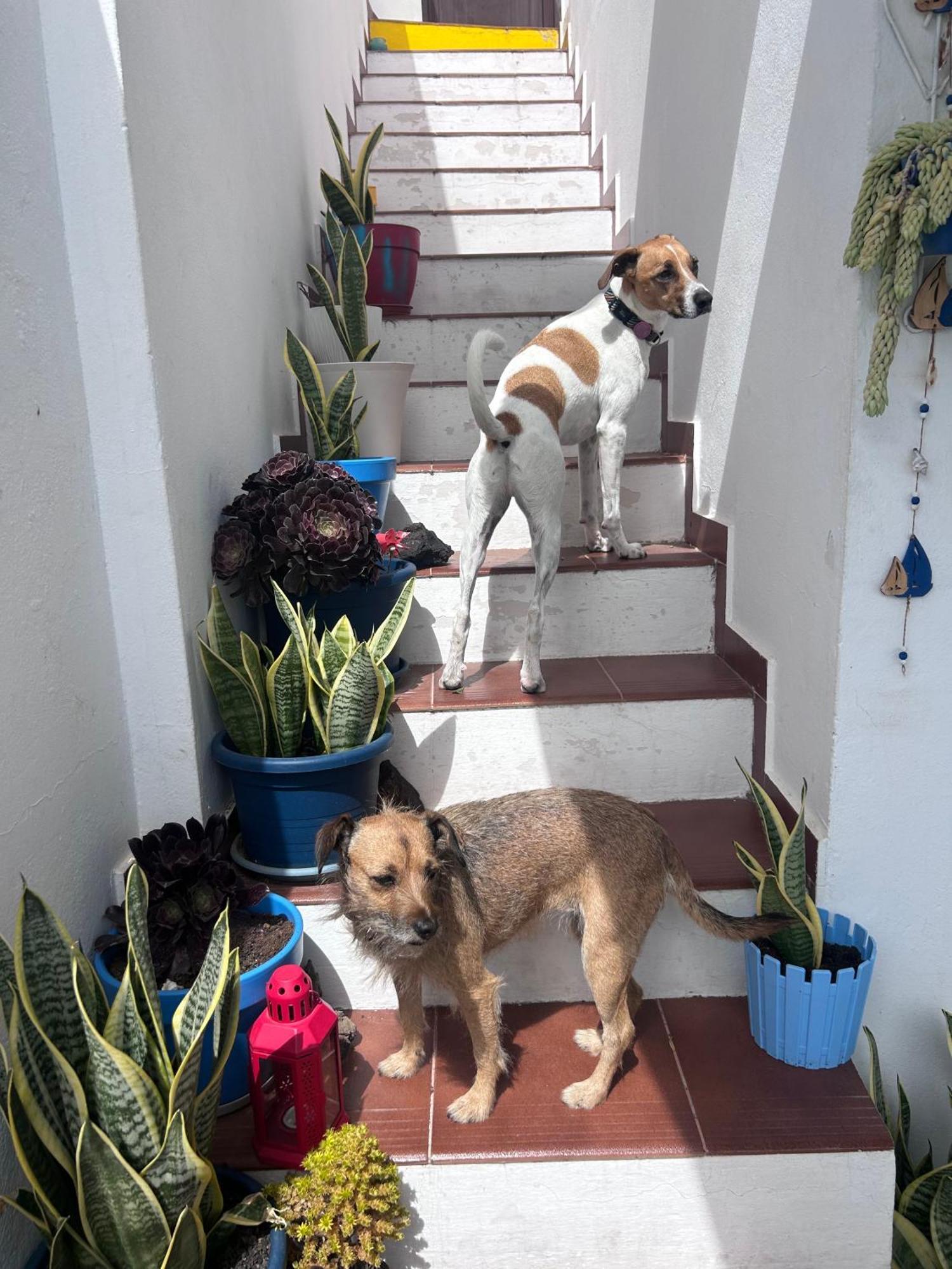 La Buganvilla Rooms Arrecife  Eksteriør billede